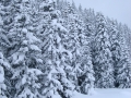 winter pine trees